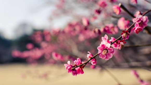 皇牌空战7科技树攻略