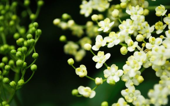 荒神罪蜀山传天命介绍
